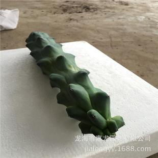 福禄寿仙人柱玉乳柱仙人柱龙神柱北欧风少植物盆栽刺仙人掌