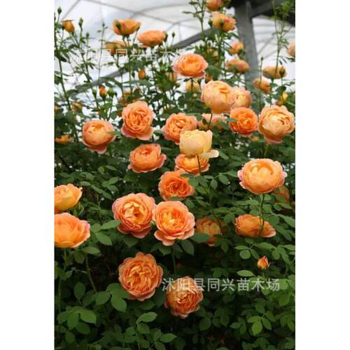 1.3-1.4花卉盆栽藤本月季爬藤植物庭院米