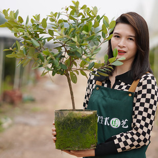 桃金娘树苗捻子果树苗山捻子树苗地捻子果苗盆载果树苗南方种植