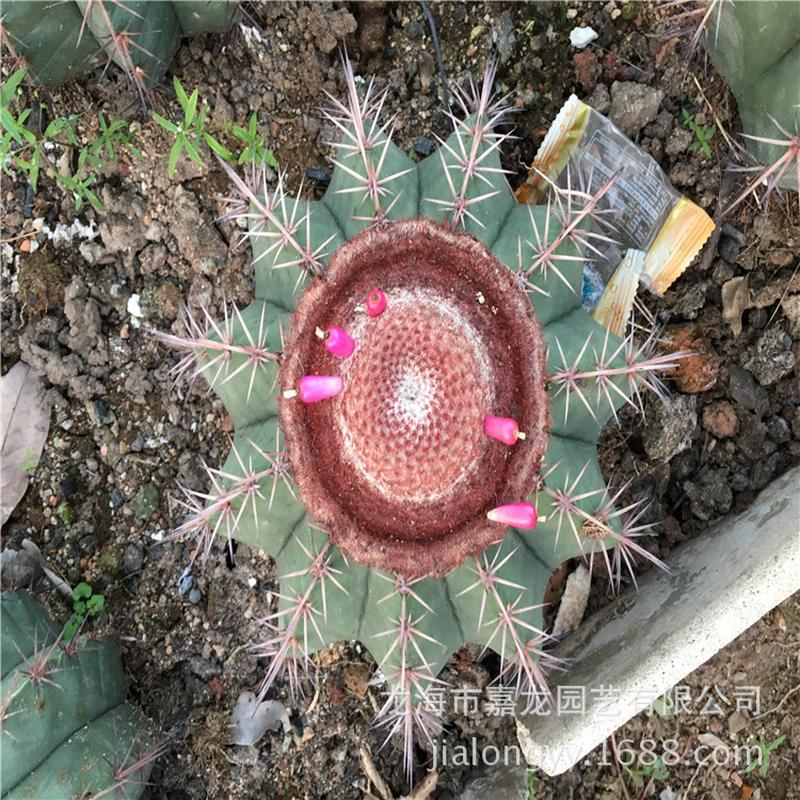 碧云实生仙人球出云开花植物藏云15公分左右沙生沙漠花卉植物观赏