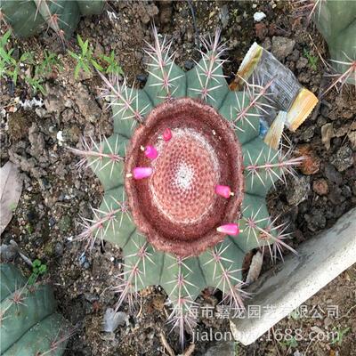 碧云实生仙人球沙生开花植物云藏15公分左右出云沙漠花卉植物观赏