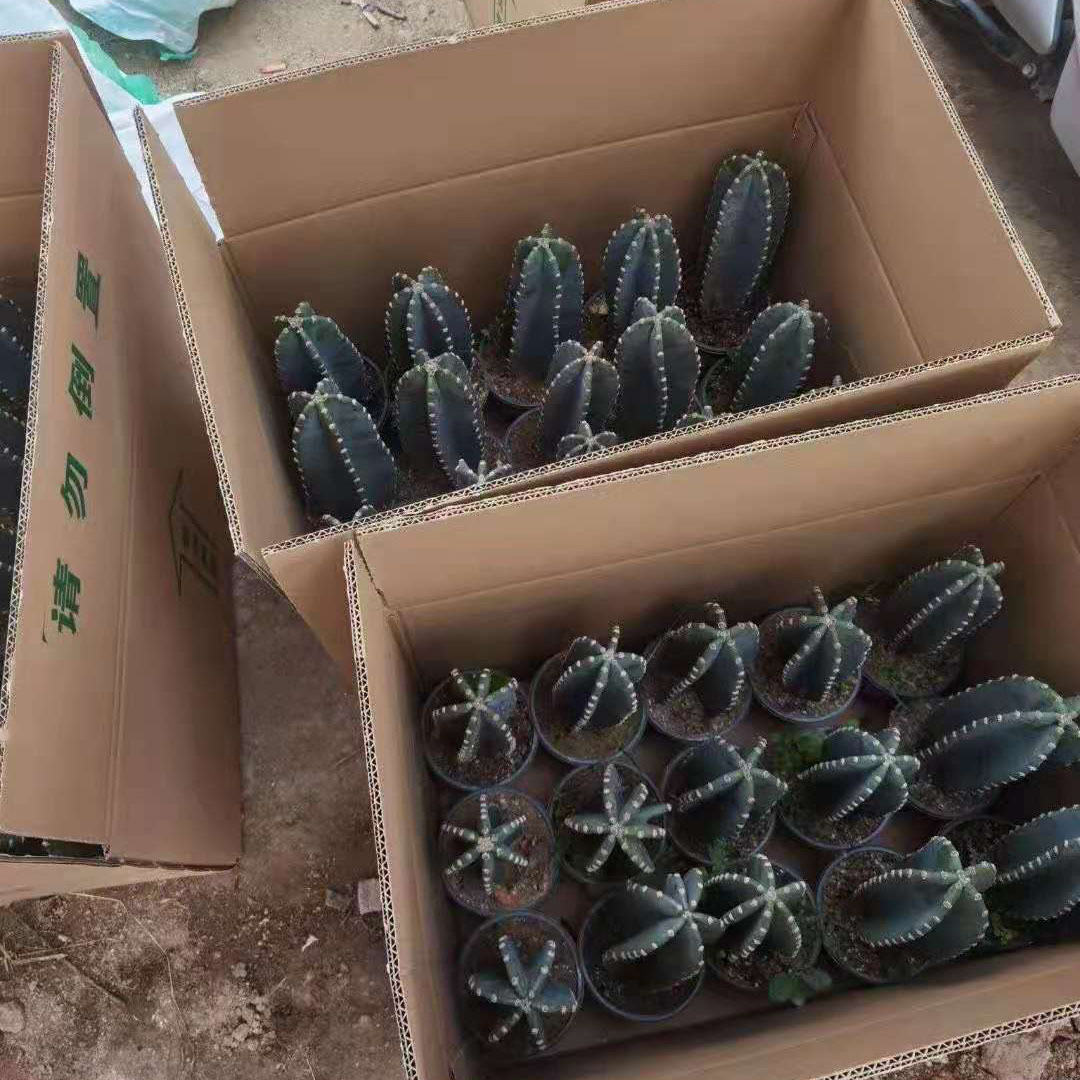 【基地】室外多肉植物仙人掌花卉盆景植物小盆栽量天尺