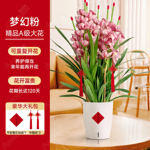 大室内蕙兰盆栽直兰带花苞花剑客厅花好养年宵花绿植喜庆花卉植物
