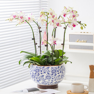 蝴蝶兰专用花盆青花瓷花瓶大口径组盆家用轻奢高级感陶瓷兰花花盆