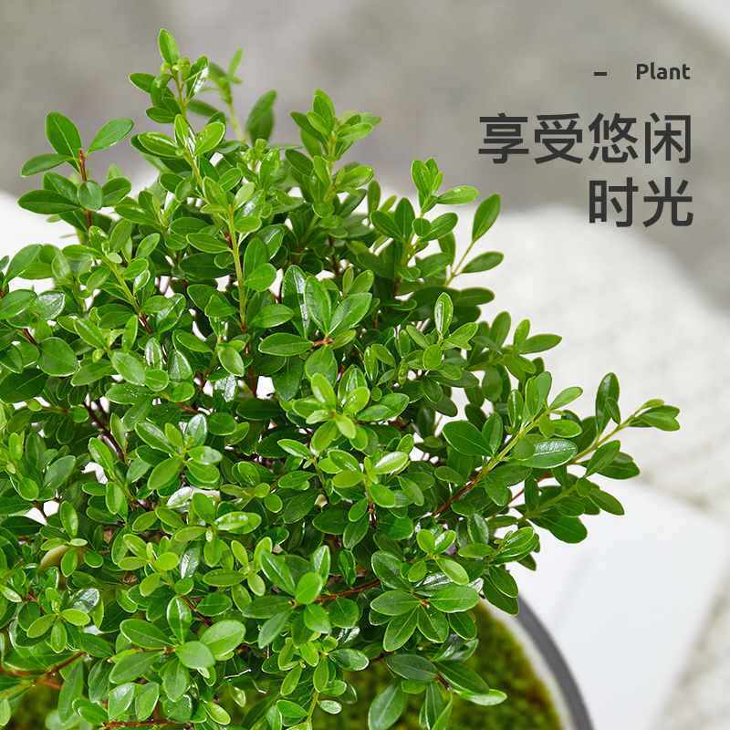 绿植青苔办公室生态瓶小叶苔藓创意赤楠九里香桌面造景微景观盆栽,鲜花速递/花卉仿真/绿植园艺,绿植,淘宝优惠券,粉丝福利购,淘宝优惠卷