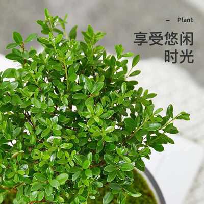 绿植青苔办公室生态瓶小叶苔藓创意赤楠九里香桌面造景微景观盆栽