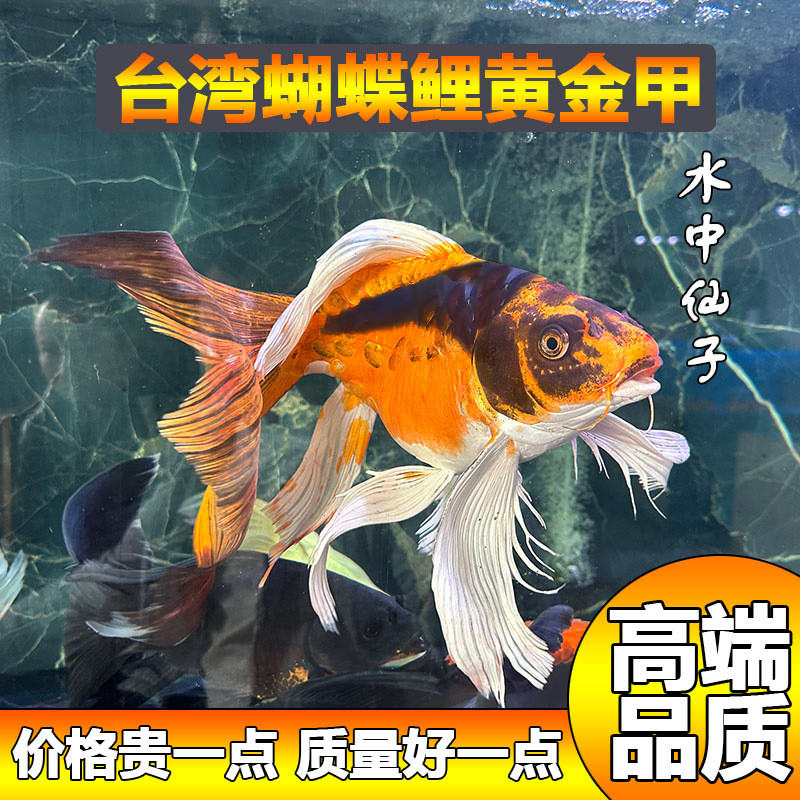 台湾蝴蝶鲤球体短体大鳍大尾贵妃冷水观赏鱼鱼包淡水好养活包邮