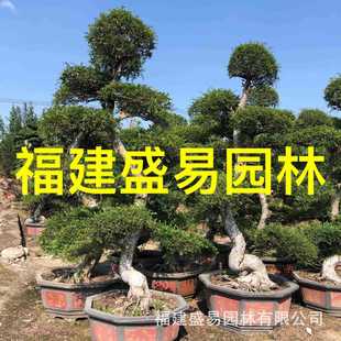 造型榔榆桩头供应榆树盆景报价江苏榆树桩批发榆树地桩基