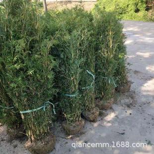 凤尾竹苗慈孝竹苗盆栽庭院花园竹子观赏竹风景竹类南北方四季常青