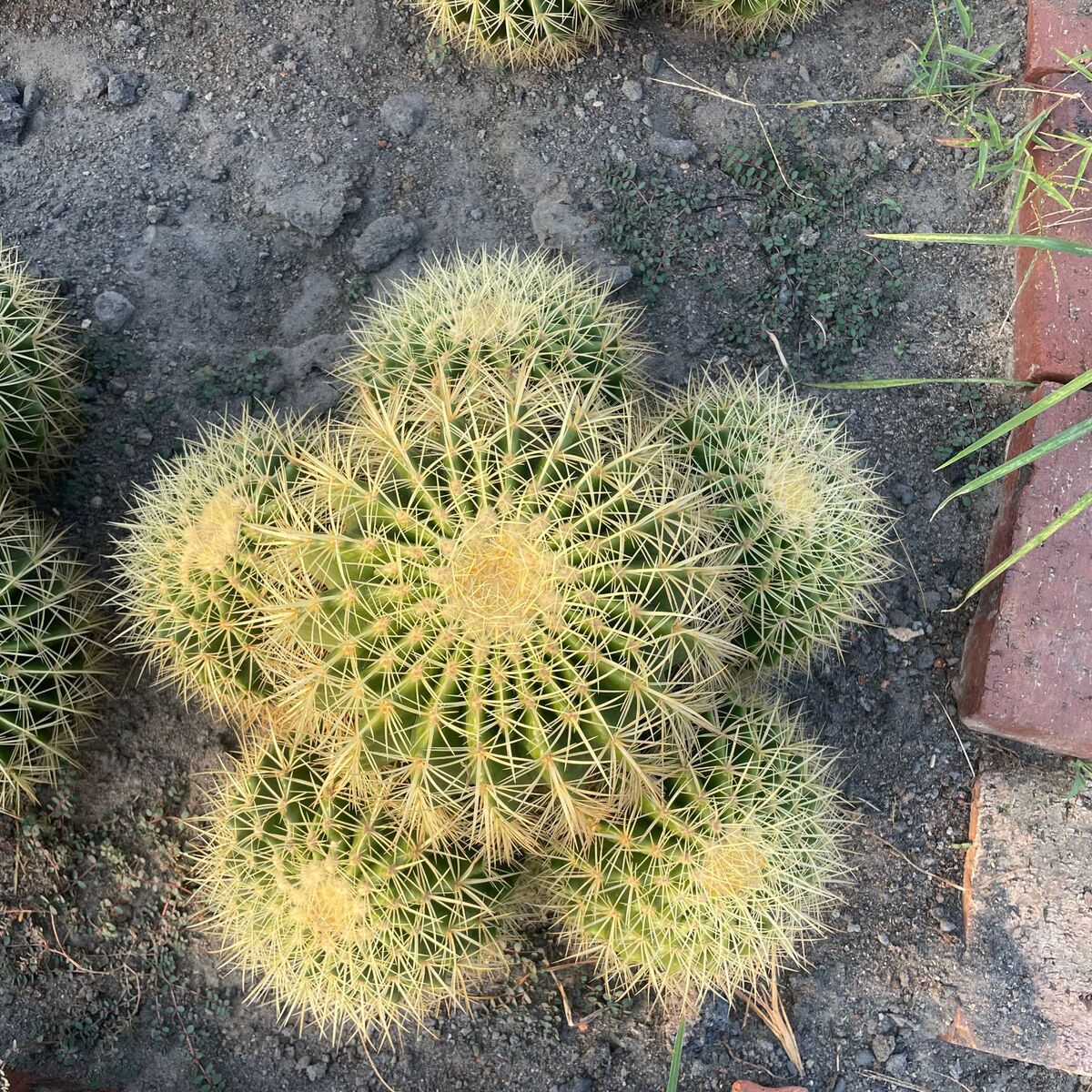仙人球植物虎80公分基地沙生金龙舌兰产地仙人掌价格