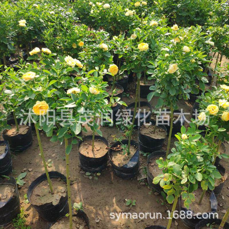 果汁型树状月季棒棒糖阳台金丝雀树型月季苗阳台庭院地栽花卉盆栽