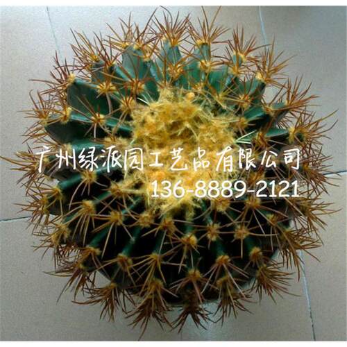 热带沙漠植物仿真仙人掌盆栽创意客厅大型装饰品多肉仙人掌落地