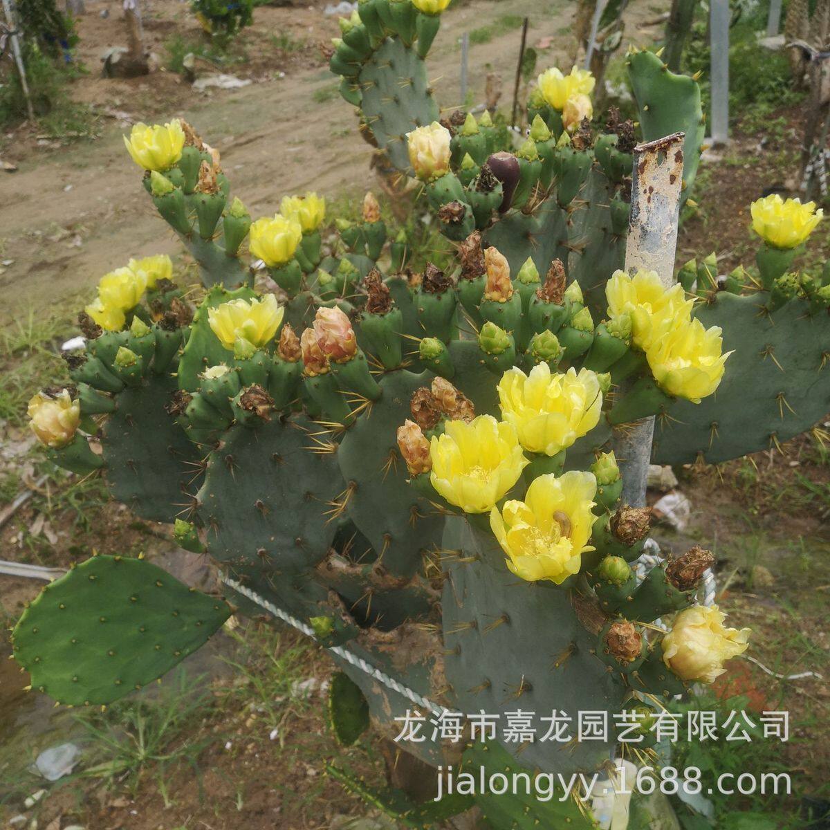 金武团扇庭院别墅沙漠植物景观漳州花卉仙人掌基地金色黄刺生产