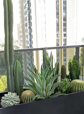 布置仙人掌室内外阳台组合盆栽小景观设计量天龙金琥球大凤尺