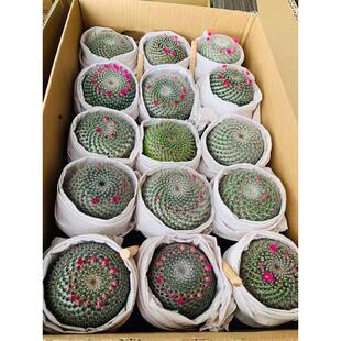 【基地直供】小盆栽花卉绿植净化空气室内植物仙人球玉翁