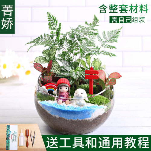 15cm礼品苔藓微景观diy材料包创意玻璃球生态瓶子摆件切口物套装
