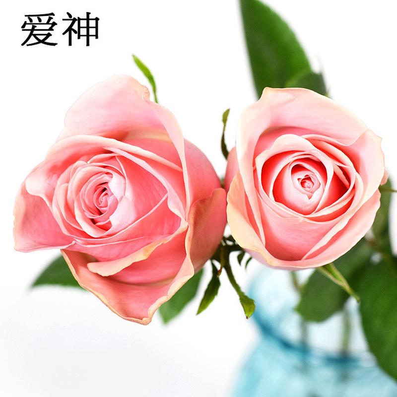 【爱神玫瑰AB级】520情人节昆明基地现采直发热销新鲜粉红玫瑰