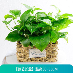 花友绿萝盆栽室内花卉绿植大水养花卉盆景桌面办公客厅水培绿箩