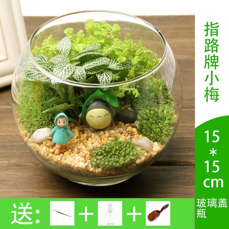 微景观瓶微观苔藓绿植物diy组合盆栽生态瓶玻璃材料包盆景套装