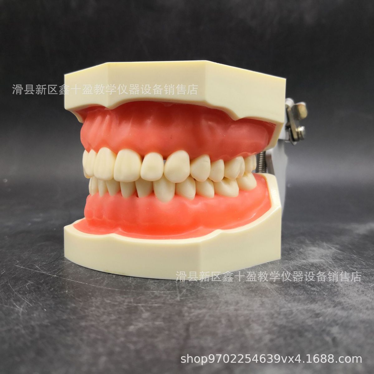 28颗牙模型备牙模型全口可拆换仿真牙齿备洞备冠上橡皮章练习