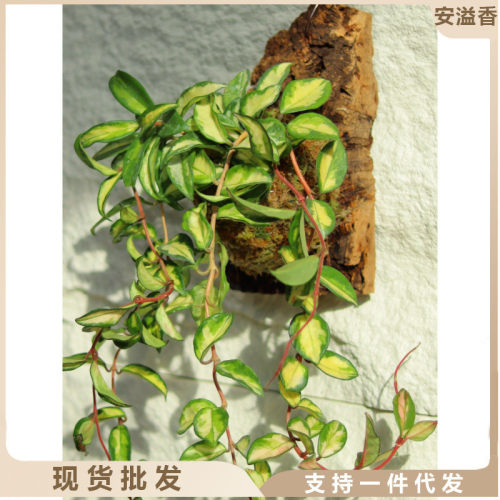 热销板植球兰威尔伯073心戴内锦叶维德三色球兰费氏球兰墙面装饰