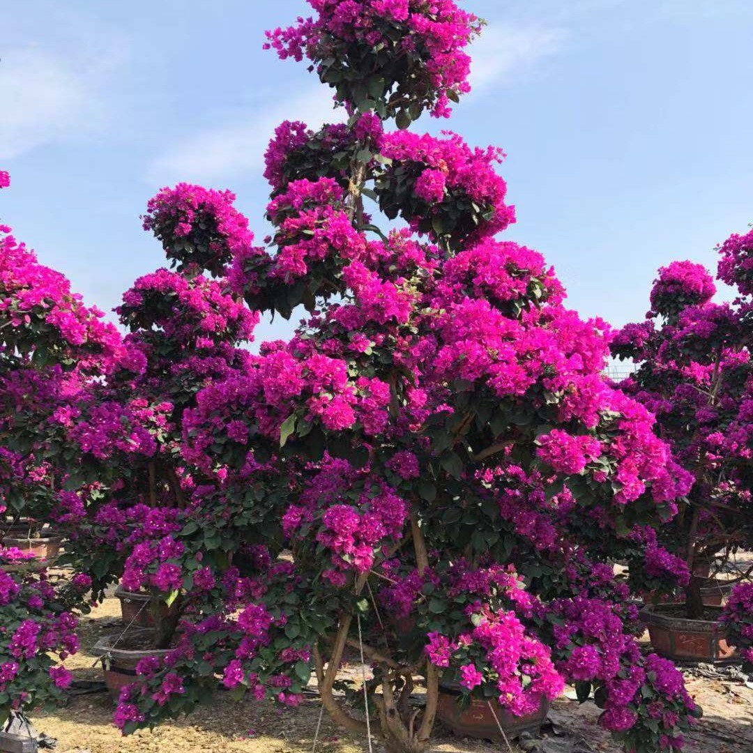 福建三角梅树桩批发三角梅多色三角梅价格红花紫花造型重庆基地