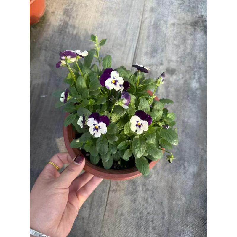 大绿化三色堇冬季耐寒草花猫脸花三色堇花苗盆栽地栽花苗多色包邮
