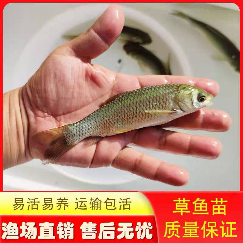 草鱼苗脆肉鲩鱼苗草鱼鱼苗四大家鱼苗食草包邮淡水包活鱼快大鲜活