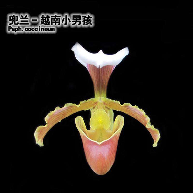 绿缘兰花实生苗原生种越南小男孩兜兰/小叶变种 Paph. coccineum