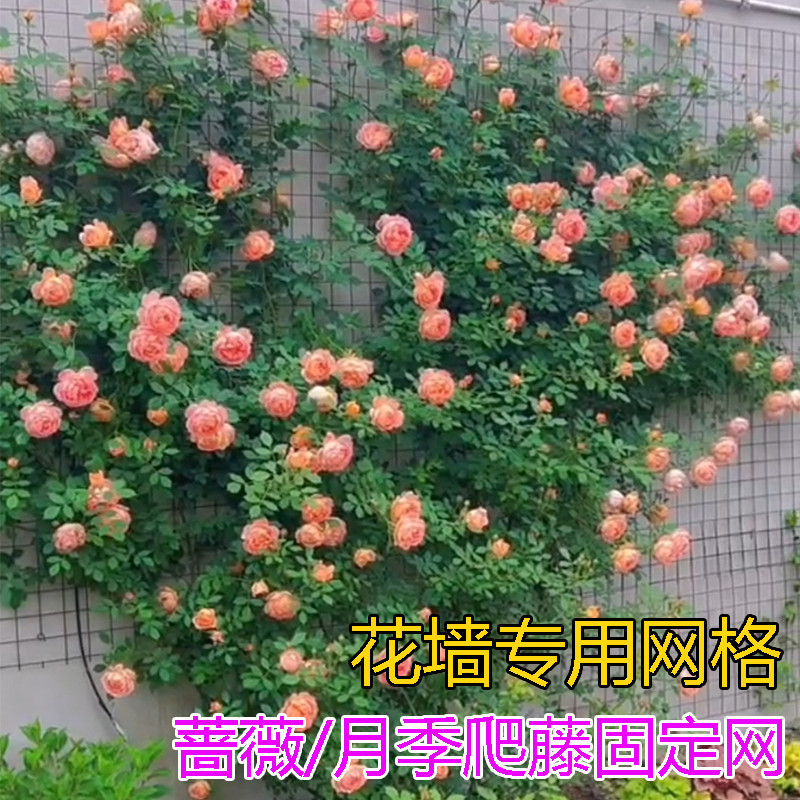 花墙架网格月季专用爬藤钢丝网蔷薇植物爬墙上墙攀爬架园艺铁丝网
