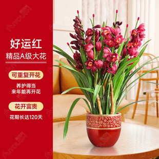 大花蕙兰盆栽直客厅带花苞花剑兰室内好养年宵花绿植喜庆花卉植物