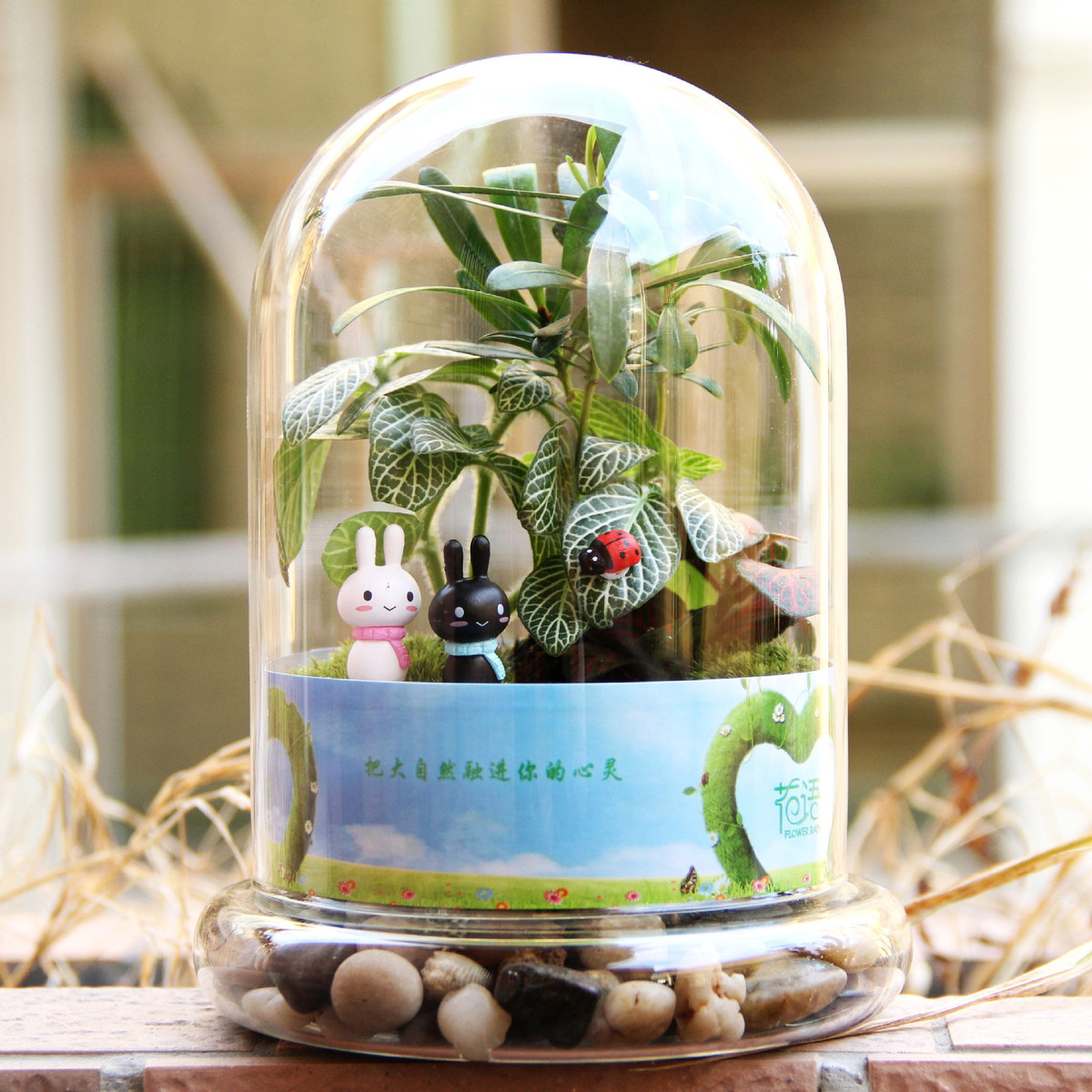 苔藓微景观造景瓶2合1圆柱情人瓶生日礼品活植物创意礼品材料