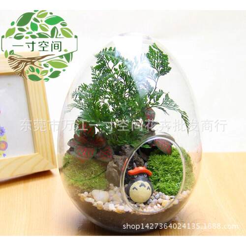 苔藓微景观鸡蛋瓶diy创意礼品微景观摆件套装