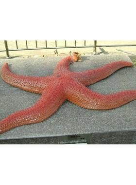 热销厂家玻璃钢雕塑海洋馆虾类世界装饰鱼类海底摆件玻璃钢海豚乌