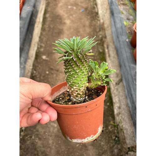 多肉植物大戟科铁甲麒麟基地植物仙人球仙人掌沙生批发