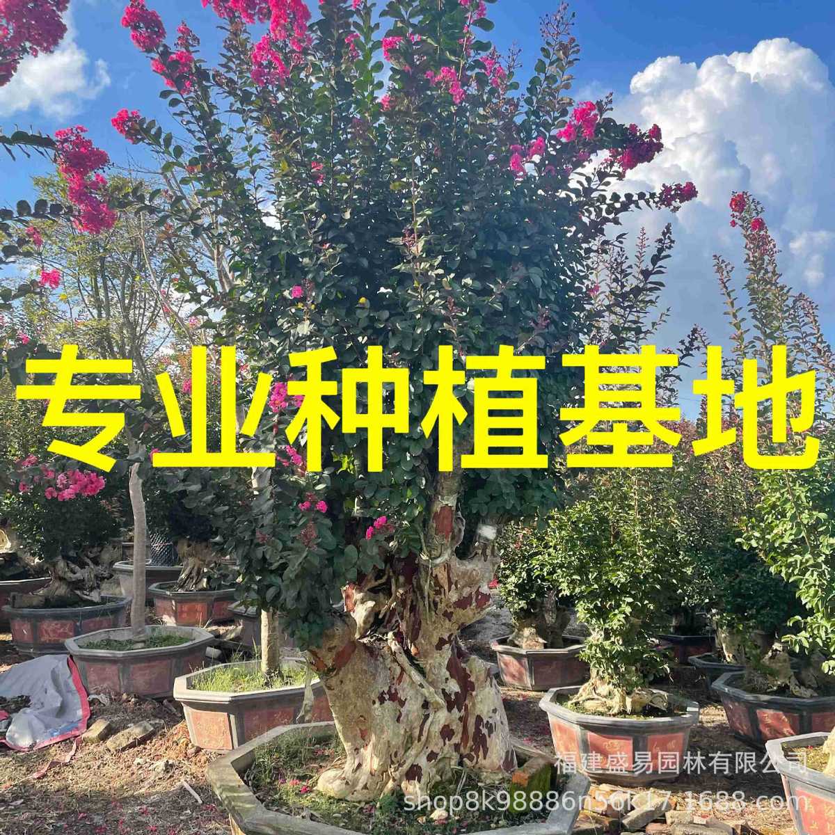 江苏紫薇树桩 福建造型紫薇桩头 浙江紫薇桩景价格  安徽紫薇盆景