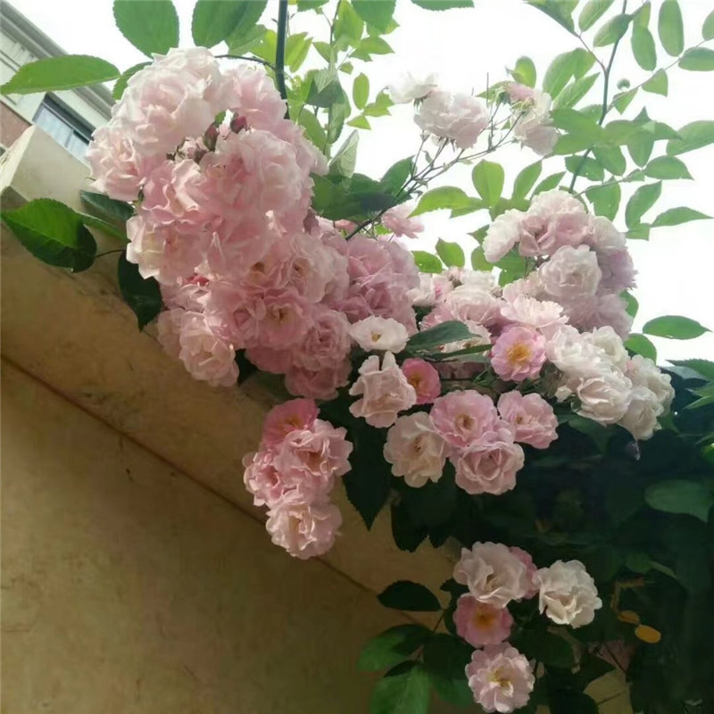 中国古老月季 粉团蔷薇 一树多色群开粉色大型藤本爬墙爬藤一季花