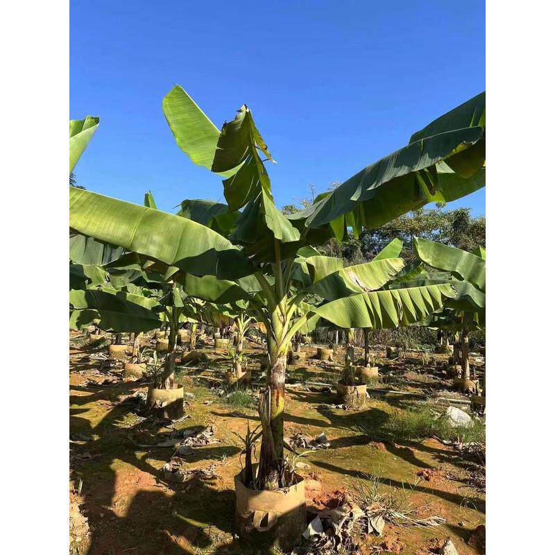 漳州香蕉树种植基地地芭蕉树栽芭蕉树移植热带果树量大从优