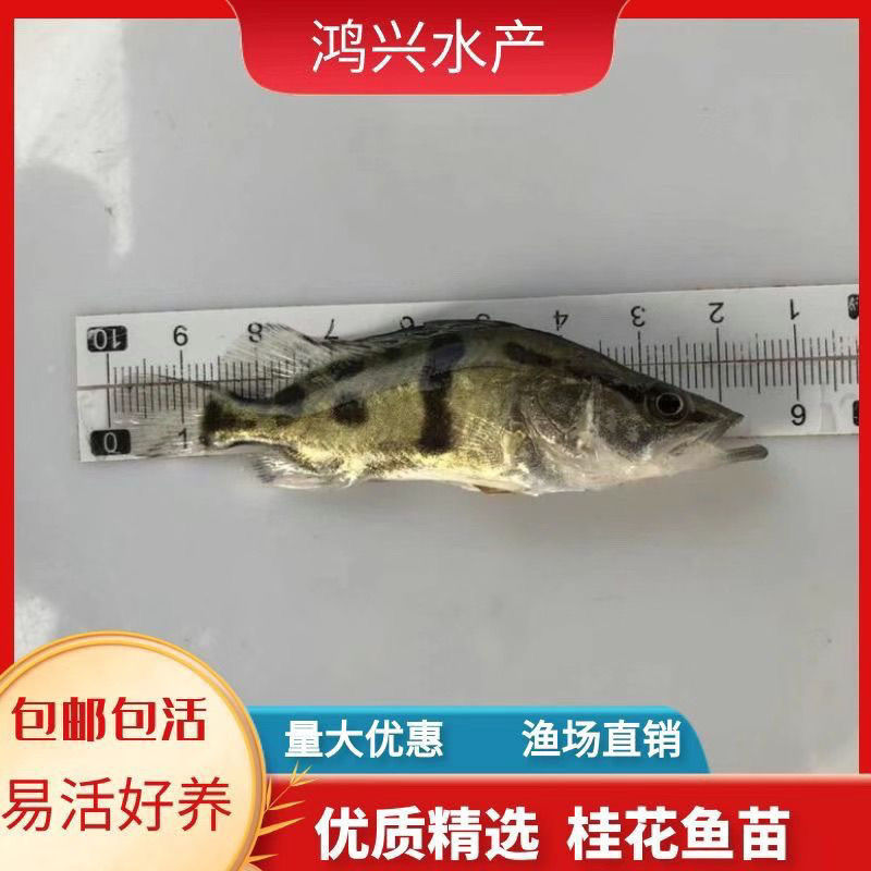 淡水桂花鱼翘嘴桂鱼苗鳜花鱼苗桂花鱼苗鲜活贵鱼苗凶猛路亚季鱼苗