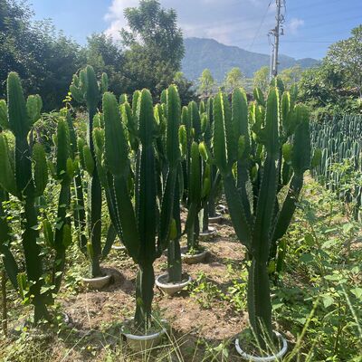 节仙人球沙生植物热带植物造景龙舌兰仙人掌大戟阁土人福建柱报价