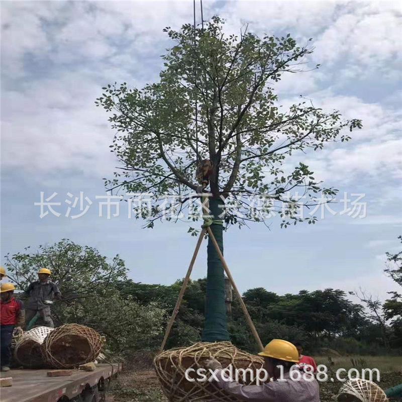 大量供应香樟树湖南移栽大骨架香樟造型桩古香樟绿化苗木