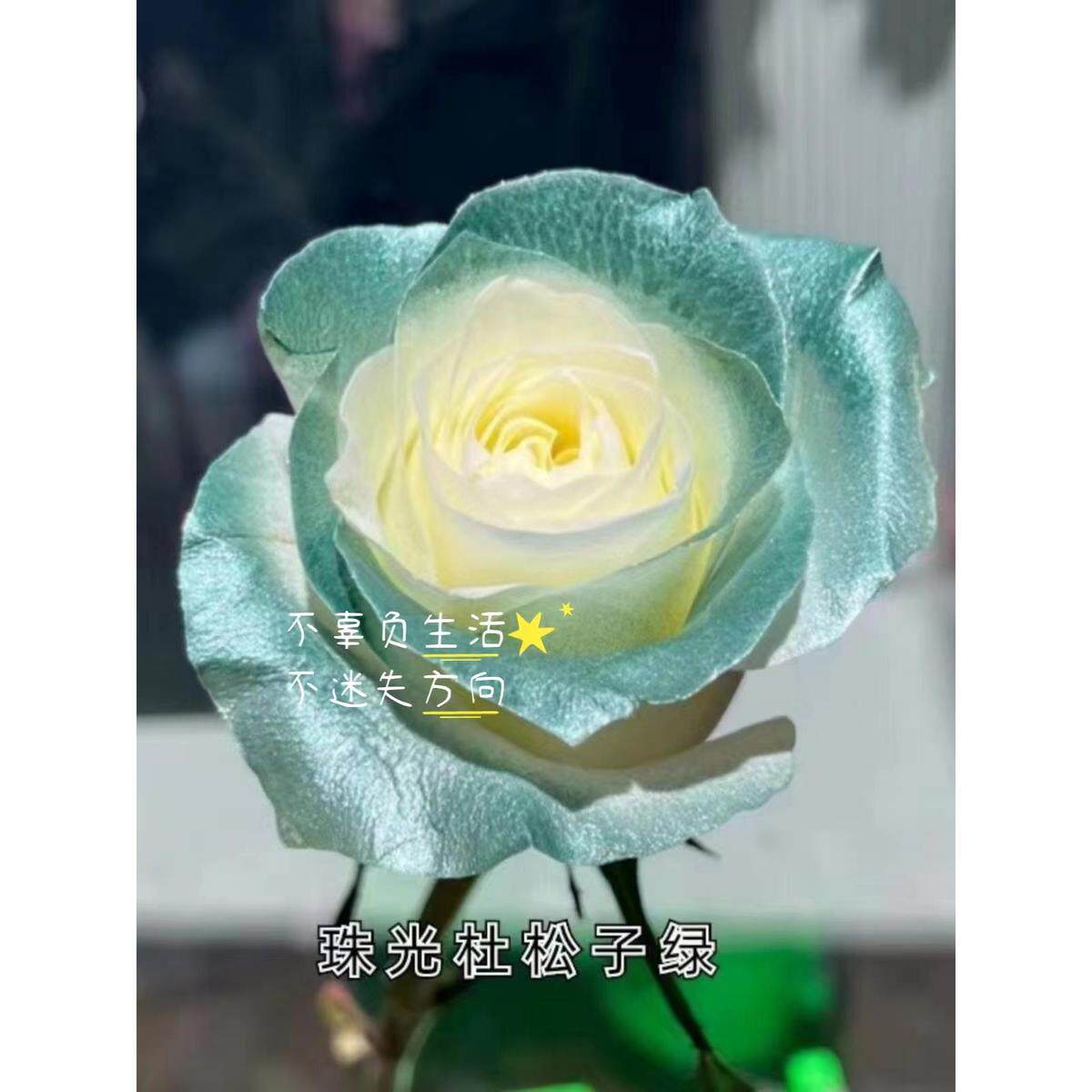 花喷漆色花店专用喷色剂妍碎冰蓝玫瑰花艺喷染色剂