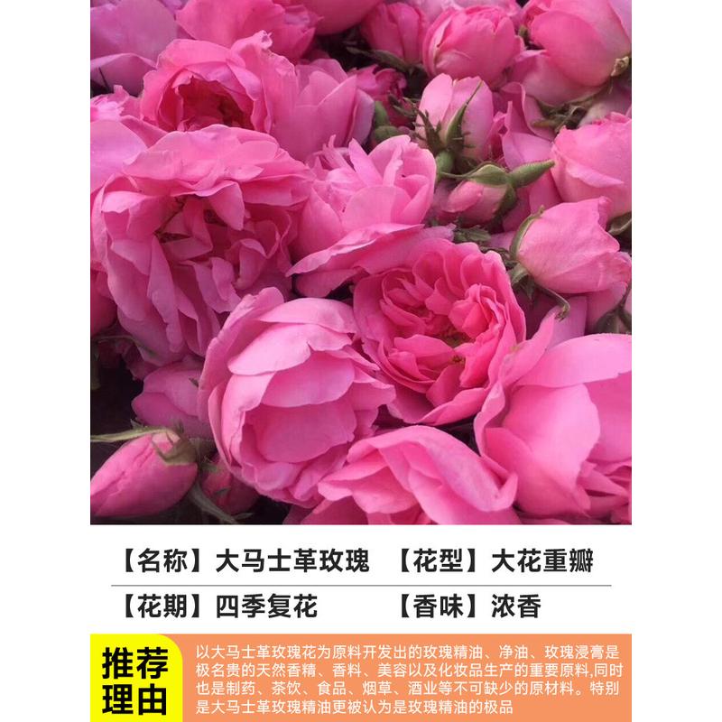 大室内多头棒棒糖红果汁阳台月季阳台花苗果汁灌木玫瑰花苗花盆栽