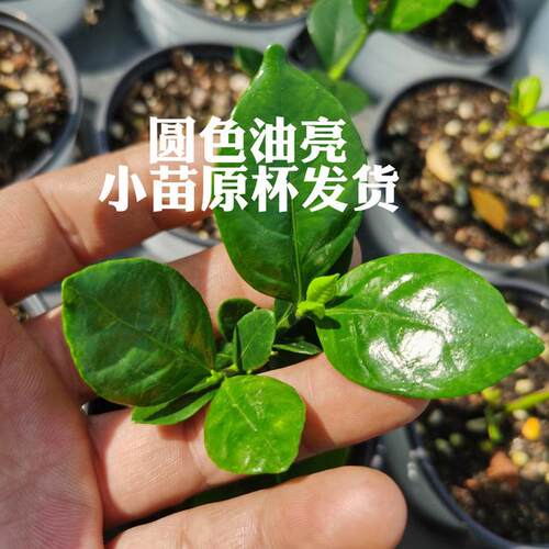八重咲法莲栀子花（痴罗汉出品）新品种栀子花重瓣栀子花
