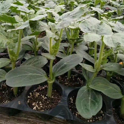 蛭石园艺育苗大颗粒蛭石花卉营养扦插蛭石金黄色大棚蛭石