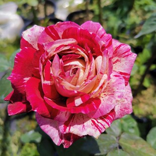 嫁接树桩大庭院高杆树形树状月季花双色藤本月季浓香庭院棒棒糖