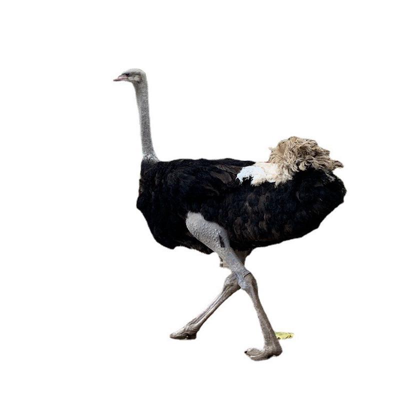 鸵鸟苗批发山东鸵鸟饲养管理鸵鸟种蛋价格非洲鸵鸟养殖场