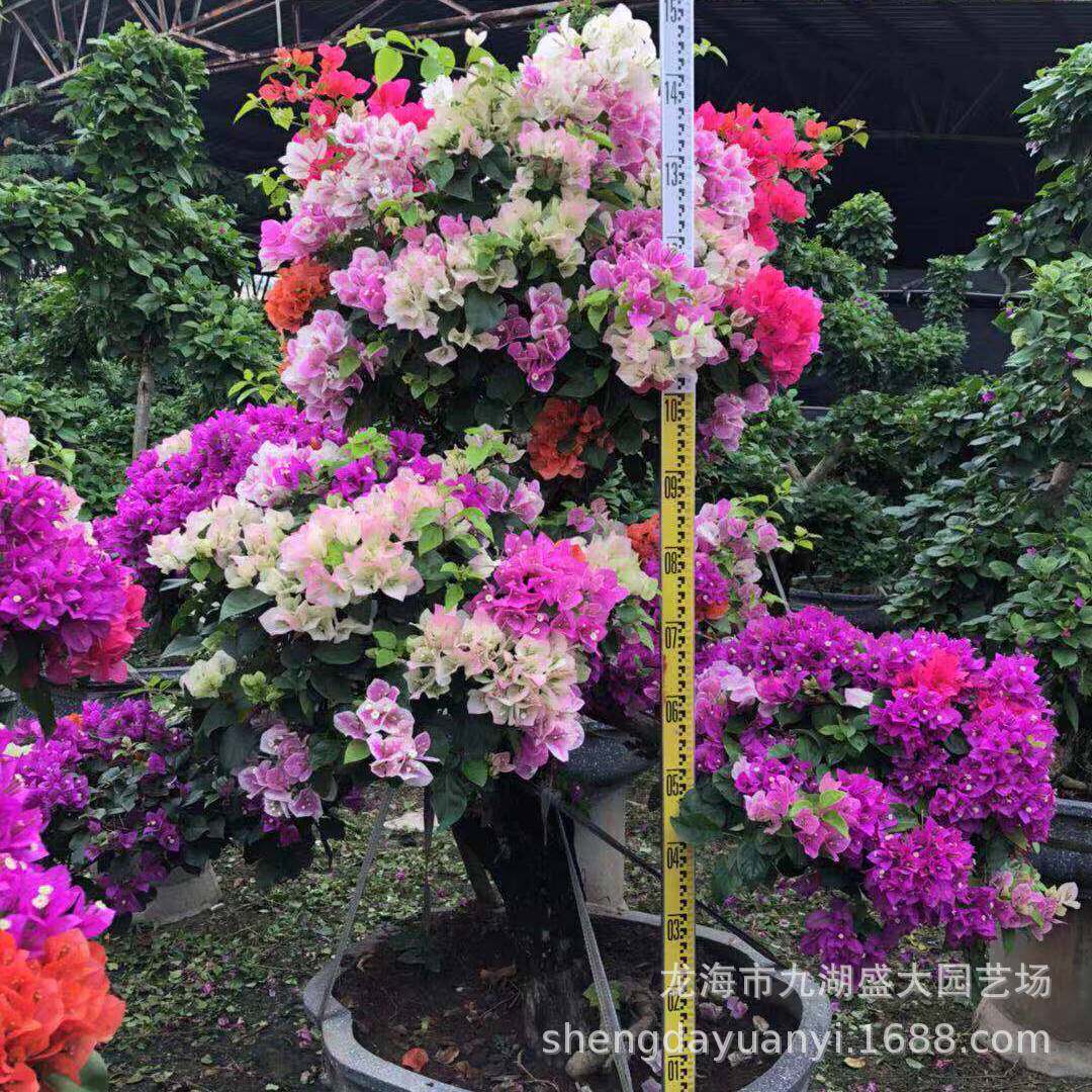 广西三角梅桩头报价雀红花三角梅盆景五重庆造型三角梅树桩价格,鲜花速递/花卉仿真/绿植园艺,绿植,淘宝优惠券,粉丝福利购,淘宝优惠卷