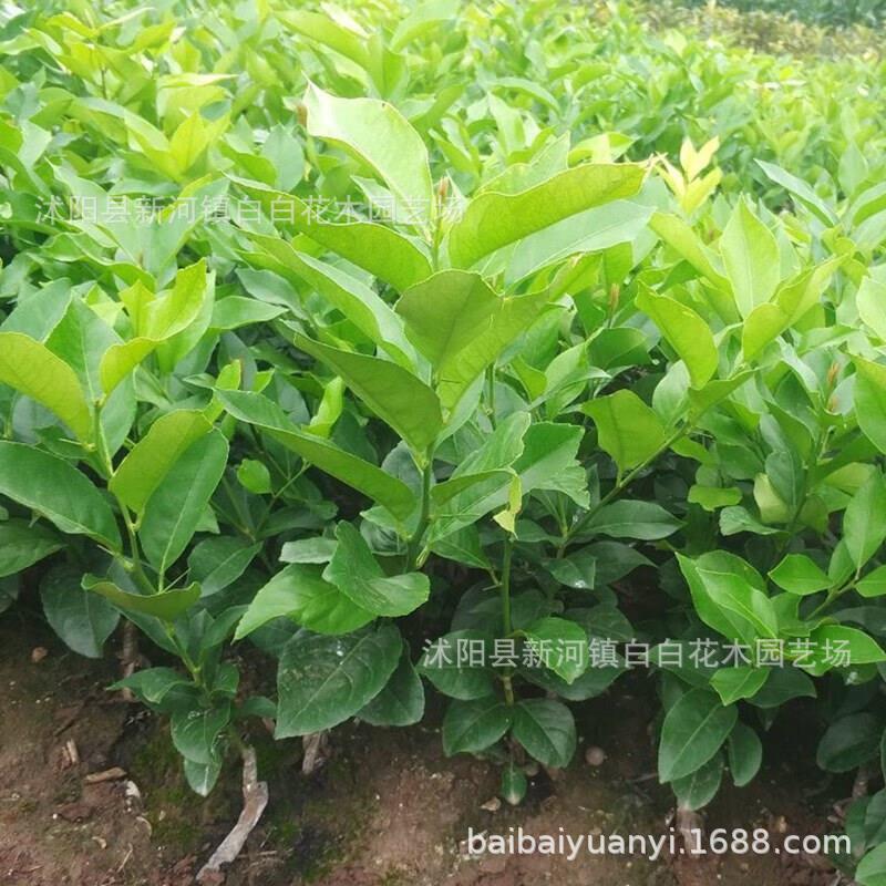 柠檬树苗大苗柠檬苗绿植盆栽室内阳台庭院植物四季结果香水柠檬树