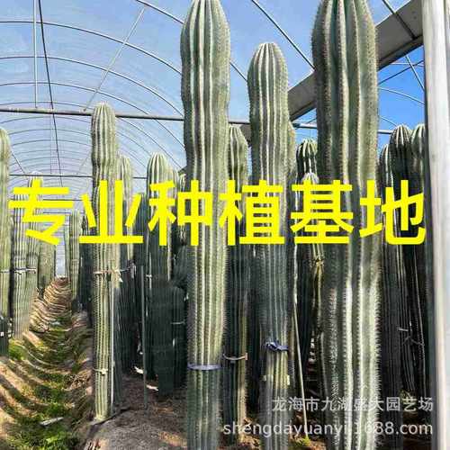 仙人掌武伦柱红太古量欧美室内盆栽北欧风格天尺仙人镜老乐柱